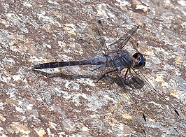 Paltothemis cyanosoma