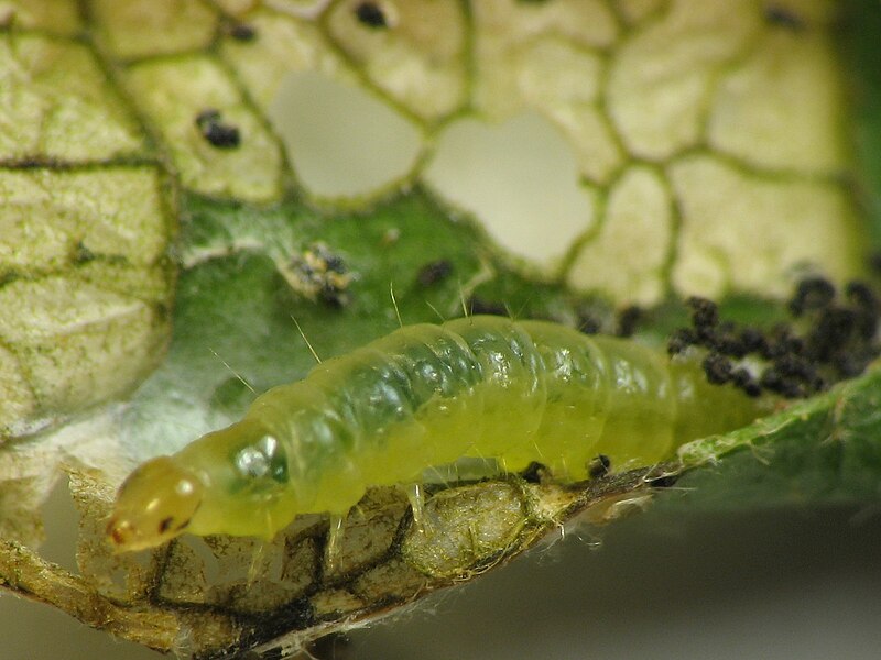 File:Pandemis limitata caterpillar.jpg
