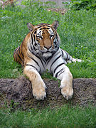 Panthera tigris altaica  