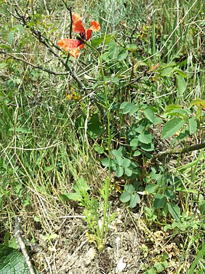 Sand poppy (Papaver argemone)