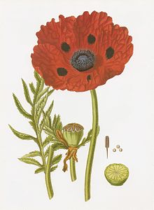 Papaver bracteatum
John Lindley
Collectanea botanica 1821 Papaver bracteatum RHS.jpeg