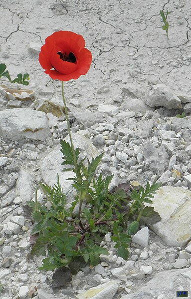 File:Papaver subpiriforme.JPG