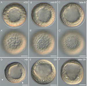 Enkellagige coeloblastula. Blastulastadia van de zee-egel Paracentrotus lividus onder lichtmicroscoop. Ontwikkelingsstadia: (A,A') zeer vroeg blastulastadium (vEB); (B,B') middenblastulastadium (midden-B); (C,C') laat blastulastadium (laat-B); (D) gearceerd blastulastadium (HB); (E) zwemblastulastadium (SB); (F) late zwemblastula-fase (late-SB). In (A – F) bevinden de embryo's zich in zijaanzicht met de dierlijke pool omhoog. (A',B',C′) zijn optische oppervlakteaanzichten van respectievelijk (A – C). In (D) markeren pijlpunten de breuk van de zona pellucida. In (E) geeft het sterretje de verdikking aan van de cellen die de vegetatieve plaat vormen, aan de vegetatievee pool. In (F) benadrukken sterretjes de “V”-vorm van de vegetatieve plaat. Schaalbalk: (A–F) 30 µm..