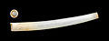 * Nomination Paradentalium disparile, a tusk shell from the Caribbean --Llez 04:51, 23 March 2013 (UTC) * Promotion Good quality. --Poco a poco 09:16, 23 March 2013 (UTC)