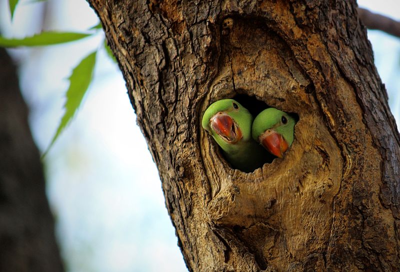 File:Parakeets home.jpg