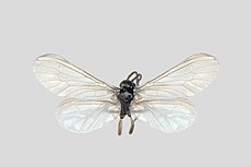 Parasemidalis fuscipennis.jpg