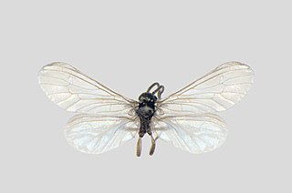 <i>Parasemidalis</i> Genus of insects