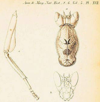 Anatomical drawing by James Wood-Mason, 1890 Parymenopus davisoni drawings by James Wood-Mason.jpg