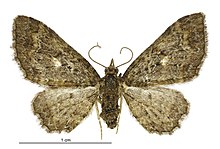 Pasiphila lunata female.jpg