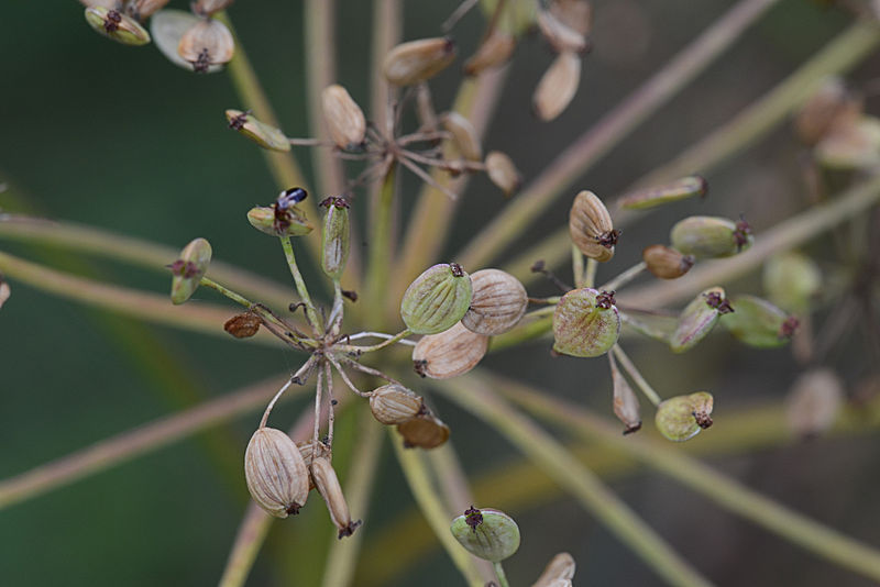 File:Pastinaca sativa subsp. sativa fruits, pastinaak vruchten (1)bewerkt.jpg