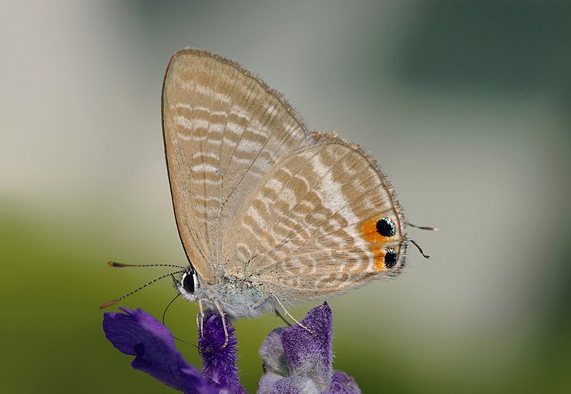 File:Peablue in Autumn.jpg