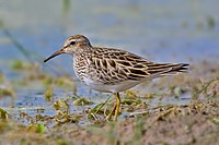 Pektoral Sandpiper3.jpg