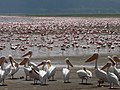 Pelikanai ir flamingai