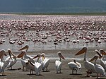 Пеликан и Flamant Nakuru.jpg