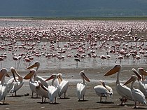 Pélicans et Flamants roses