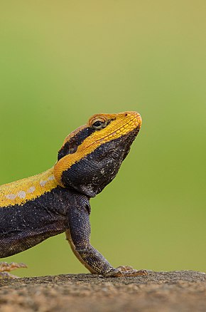 A Peninsular Rock Agama Bangalore.jpg kép leírása.