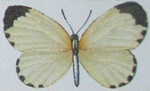 Pentila tachyroides.JPG