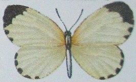 Pentila tachyroides