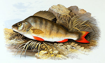 European perch (Perca fluviatilis), exhibiting its green coloration and red tipped fins, as well as the vertical bars on its sides.[2]
