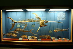 Perciformes display at the National Museum of Natural History. Perciformes 01.jpg