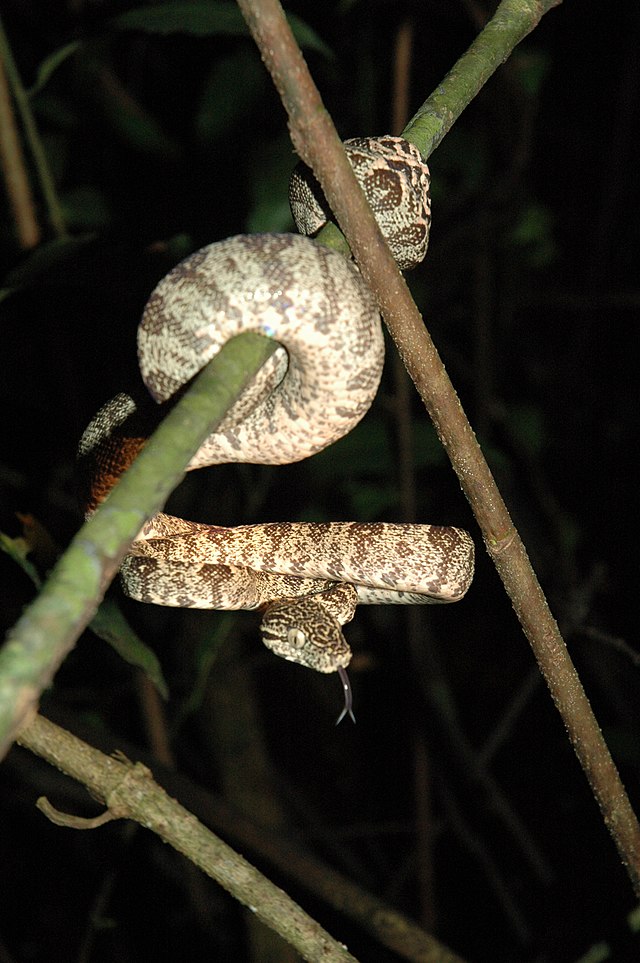 File:Corallus hortulanus head, Peru.jpg - Wikipedia