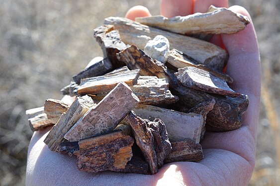 Petrified wood from Shoofly Oolite Formation in Idaho.jpg