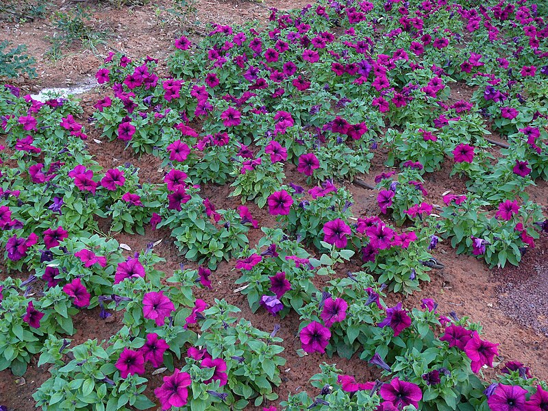 File:Petunia-Weizmann001pure.jpg