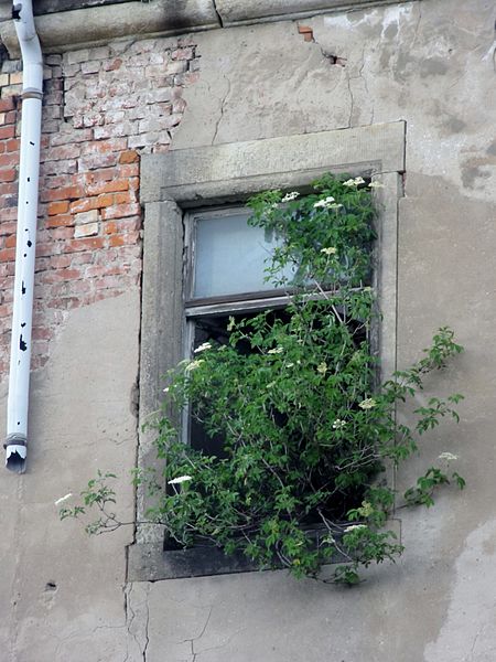 File:Pflanze aus dem Fenster Fröbelstraße Dresden.jpg