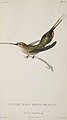 Braunbauch-Schattenkolibri (Phaethornis bourcieri) gemalt von Jean-Gabriel Prêtre (1768–1849)