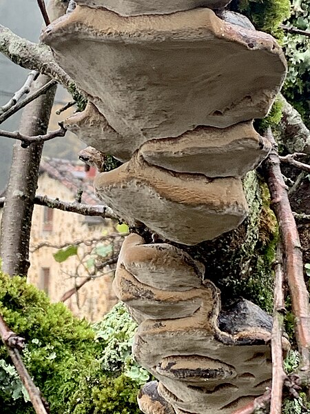 File:Phellinus pomaceus 1.jpg