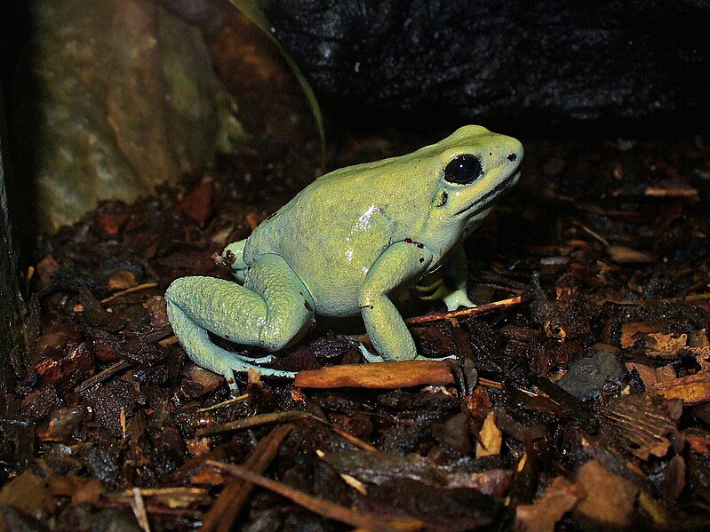 File:Phyllobates terribilis 01.JPG