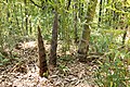 モウソウチク Phyllostachys edulis