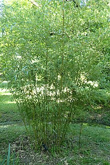 Phyllostachys mannii kz04.jpg