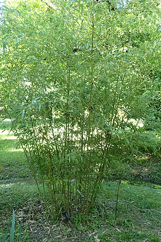 <i>Phyllostachys mannii</i> Species of grass