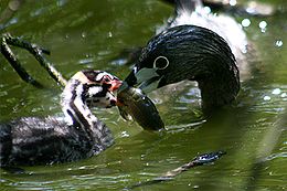 Gyűrűscsőrű vöcsök a fiókájával (Podilymbus podiceps)