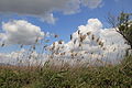 PikiWiki Israel 36803 Nature and Colors.JPG