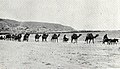 PikiWiki Israel 68005 camel convoy.jpg