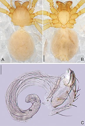 A kép leírása Pinelema qingfengensis (10.3897-zookeys.692.11677) 6.jpg.