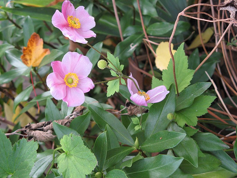 File:Pink Japanese Anemone September Charm.jpg