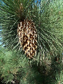 Archivo:Pinus_coulteri-1.jpg