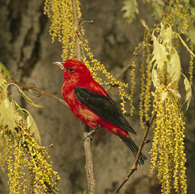 Красно-чёрная пиранга (Piranga olivacea)