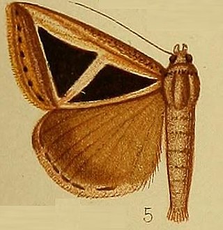 <i>Parachalciope</i> Genus of moths