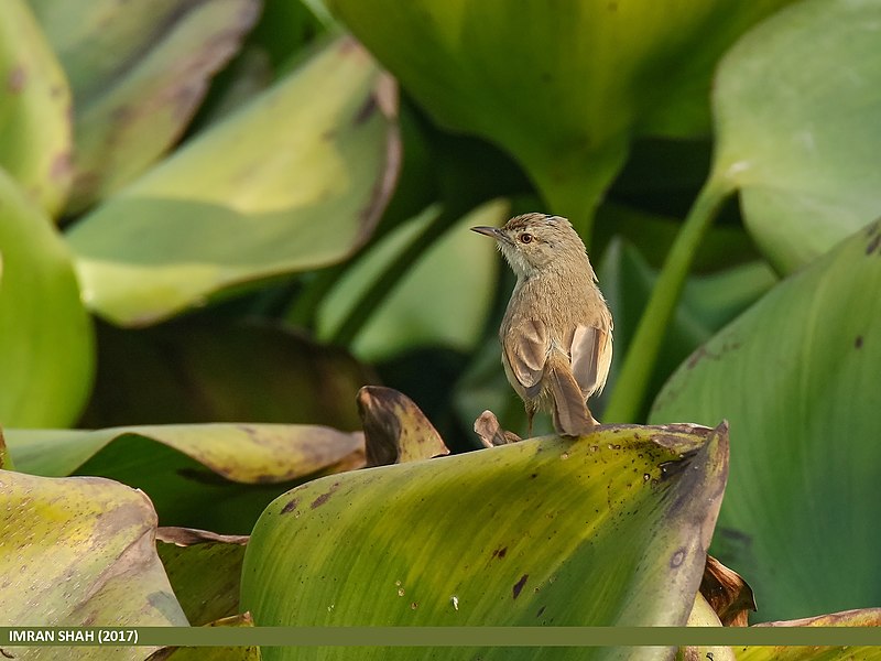 File:Plain Prinia (Prinia inornata) (32805472755).jpg