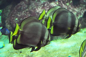 Beschrijving van de afbeelding Platax pinnatus Captivity.jpg.