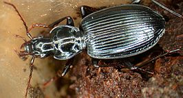 Platynus ovipennis