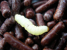 Indian mealmoth (Plodia interpunctella) caterpillar infesting chocolate sprinkles Plodia interpunctella lrv 68.jpg
