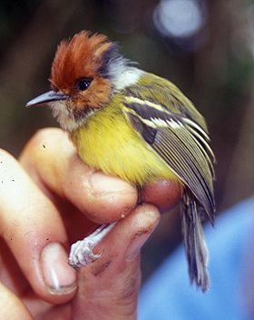 Rufous-crowned Tody-Flycatcher (P. ruficeps)