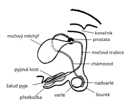 Anatomija Pasa