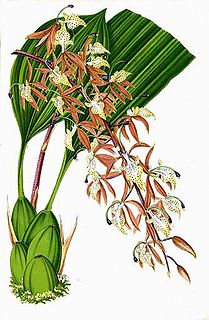 <i>Polycycnis</i> Genus of orchids