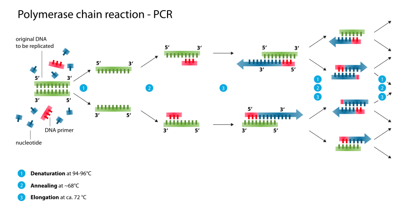 Schematic drawing of the PCR cycle.